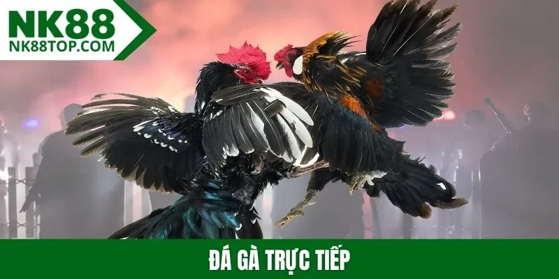 Đá gà trực tiếp